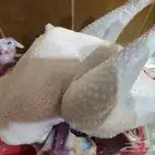 ديك رومي ذبح طازج