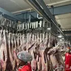 خروف اثيوبي بسعر جملة واصل الرياض وجدة