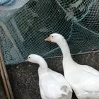 وز عراقي ابيض نوادر