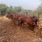 حسلان عجول بلدي عدد 10 للبيع