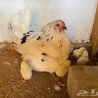 دجاجه بلدي مع عيالها. ( تم البيع )
