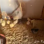 دجاجه بلدي مع فروخها. ( تم البيع )