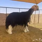 فحل نجدي ينسف (تم البيع)
