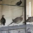 طير الفزن الأمريكي ( فزن امريكي )
