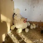 دجاجه بلدي مع عيالها. (تم البيع )