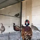 طيور فزن أمريكي - طير الفزن