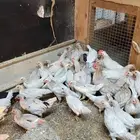 صوص دجاج بلدي ابيض ( تم البيع )