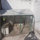 قفص شبك دجاج للببع