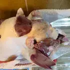 عند طلب العميل ذبح ديوك رومي