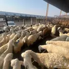 ذبائح تبدأ من 750 شامل الذبح و التوصيل لباب المنزل