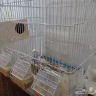 طير بادجي زينة شامل القفص