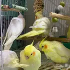 كروانات مفطومه