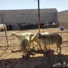 غنم حريه العدد 4