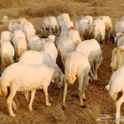 ارض غنم العدد 70 دفين السن اثنين وربع اوسديس ولفاف طرا