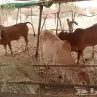 حسلان للبيع