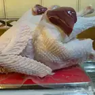 ديك رومي ذبح طازج