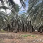 مقاولات زراعية للنخيل تأسيس مشاريع
