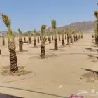 يوجد لدينا جميع انواع النخيل ونقوم تركيب جميع انواع الشبوك