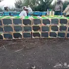 نحل مصرى