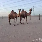 نياق سواحل مداني