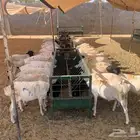 موقعنا الباحة تبوك الخرج مكة الرياض
