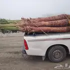 يوجدلدين جميع انواع انخل المثمره وزينه
