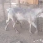 سلام عليكم اخواني. اعرض لكم فحل سواكن