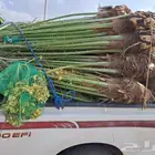 يوجد لدينا جميع انواع النخيل المثمرة وزينه