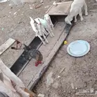 تيس و3 ماعز حجازي للبيع ال صور خاص حلال طيب 2 دفيع واحده الل