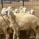 ذبايح رخال ثلاجة ( تم البيع)