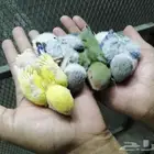 فروخ روز