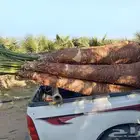 نخيل للبيع عربي واشنطني بجميع المقاسات
