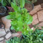 مشتل تنسيق حدائق