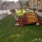 اجار جمال رحول وخيل عربية اصيلة ودبابات