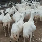 20 واتبع 40 والعد فيها من 1600 ريال الموقع كان في صبيا.