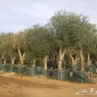 زيتون ونخل
