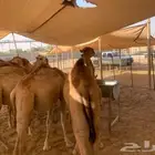 موقعنا الرياض مكه جده الباحه تبوك خميس مشيط
