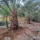 نخل للبيع نخيل مثمر نقايل جثايث خلاص صقعي سكري والشنطني برحي