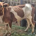 بقره بلدي