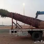 نخل للبيع جده مكه المكرمه الطايف