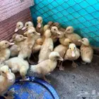 صوص بط مع التوصيل جدة