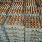 بيض لاحم روس 308