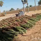 تصدير النخيل الى مصر وجميع دول الخليج