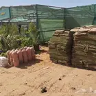 نجيل طبيعي سي 2000 الخرج الحوف