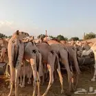 حاشي قعدان مفاريد السعر 2850