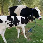 بقرة فرزيان دفيع انتاج حليب عالي على الشرط