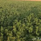 بذور برسيم حساوي