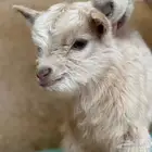 متجر ماعز قزم صغير الليف جوز وذكر وانثى وكل شيء موجود