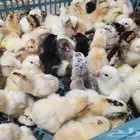 صوص دجاج بلدي أعداد كبيره