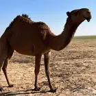 للبيع بكره صفرا